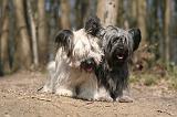 SKYE TERRIER 076